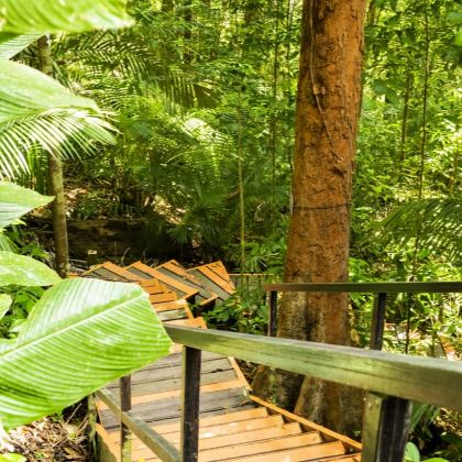 从吉隆坡出发的国家公园一日游（含树冠漫步）（团体游）