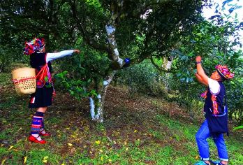 云南西双版纳曼丢古寨+南糯山一日游-独立用车酒店接送【[品质保障]一单一团，全程只为您服务不论您多少人，司机、用车等全程都是为您服务】