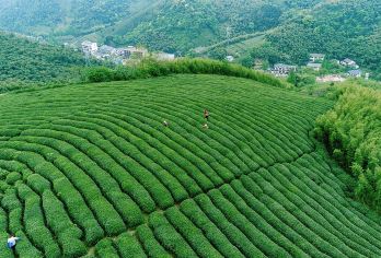 杭州西湖龙井茶文化深度体验 采茶+炒茶+品茶+人工讲解R【精致小团 朋友式陪伴 当地茶农手把手现场教学茶叶采摘 英语/日语/韩语/法语/西班牙语导游服务】