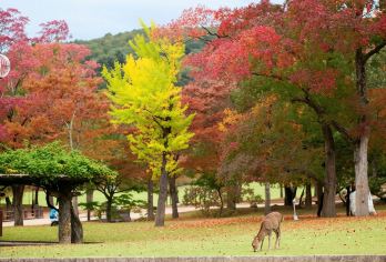 可选精致小团大阪奈良喂小鹿+伏见稻荷大社+岚山纯玩一日游【中文老司机带队，绿色纯玩不进购物店】