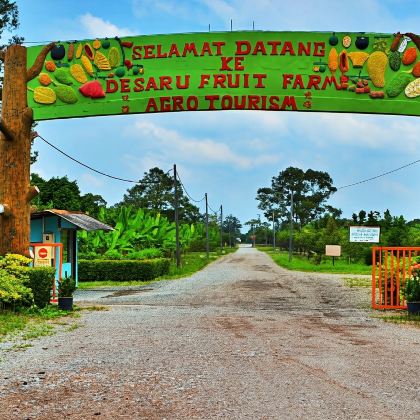 柔佛迪沙鲁半日包车游|水果园+萤火虫[包含门票]- 新山出发