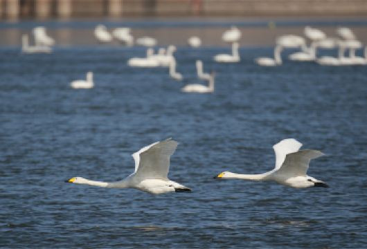 三门峡天鹅湖国家城市湿地公园+潼关古城+黄河天鹅号游轮一日游【纯玩、无购物产品】