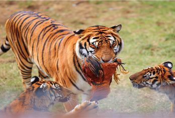 福建龙岩古田会议会址一日活动【独立包车+上门接送+车型自选】【专享超省心包车服务，胡哥旅游家伴司带您走进闽西红色历史！】