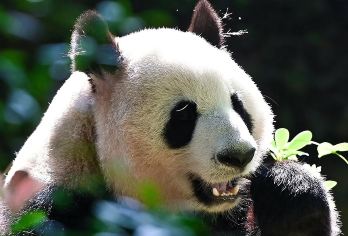 含专职导游陪同讲解成都大熊猫基地+乐山大佛1日游8人内小团【8人精致小团，可选独立私家团套餐，尽享自由舒适旅行】