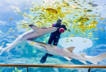 青岛一日游-栈桥+青岛海底世界+石老人海水浴场+海信探索中心【红瓦绿树，碧海蓝天，青岛一日游可览山海城，啤酒配海鲜，惬意又浪漫】