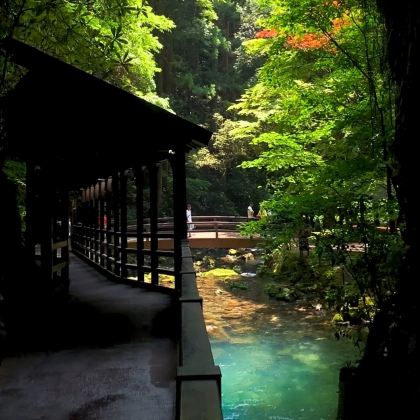 日本北九州山口秋芳洞+元乃隅稲成神社+角島大橋一日游