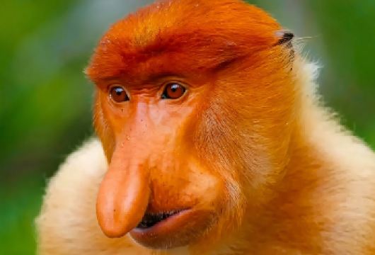 沙巴亚庇天镜红树林/kawa红树林半日游 萤火虫长鼻猴【VIP双河道 真kawa】