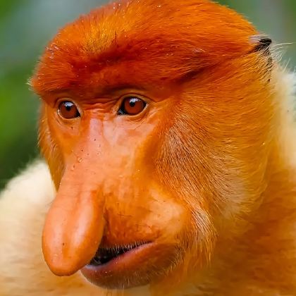 沙巴亚庇weston红树林半日游 萤火虫天镜真kawa威士顿