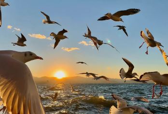 云南：昆明日游（石林+滇池+西游记拍摄地）拼团|可定制/JY【石林风景区是喀斯特地貌天然博物馆，形态各异的石峰、石柱林立，是地质爱好者探索地球奥秘之地】