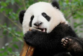 熊猫谷+都江堰+仰天窝+蓝眼泪一日游【2-6人纯玩精致小团】【[专注小团]6人小团刚好，不会出现多处接送客人耽误时间，人多游玩时间不统一，玩不尽兴。】