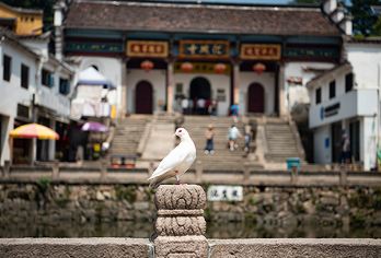 九华山一日游【一单一团专属导游服务 单独讲解 祈福许愿还愿】【[经典线路]涵盖九华山精华景点及寺庙、真正的祈福之旅】