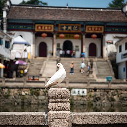九华山一日游【一单一团专属导游服务 单独讲解 祈福许愿还愿】