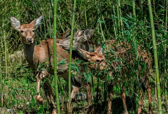 恩施市鹿院坪一日游【徒步世外桃源+古老原始村落+网红打卡】【[品质保障]臻选精品团！纯玩无任何购物店！无强制消费！】