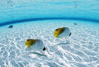 三亚西岛一日游【含接送、讲解、门船票，可选含牛王岛电瓶车】【风景秀丽，空气清新，沙滩柔和，海水清澈见底。】