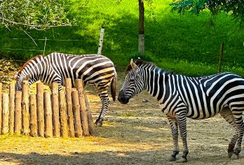 北京大兴野生动物园一日游【VIP出行/一家一团/含票】【[上门接送] 五环内可上门接送】