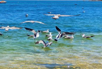 大连市区包车一天【大连包车游·大连家庭游包车·包车旅行】【包车旅行：按照自己的行程游，时间自由，去哪里您说的算】