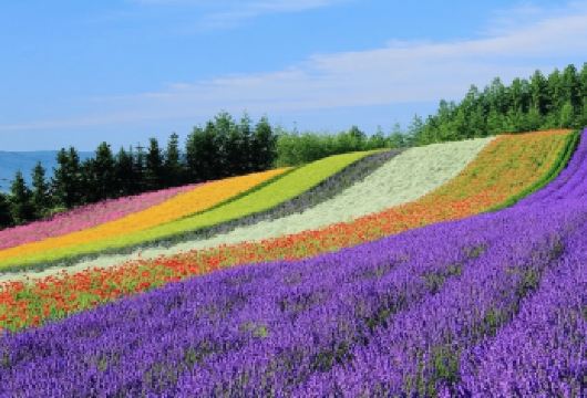 日本北海道森林精灵阳台一日游/行程可调-可定制多日游【精选热门景点，高效游玩不走回头路，深度了解文化内涵，贴心服务保障，轻松享受旅程，性价比超高的旅行。】