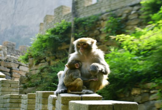 长治通天峡风景区一日游【石家庄出发】【隐藏在太行深处的人间仙境 醉美通天峡】