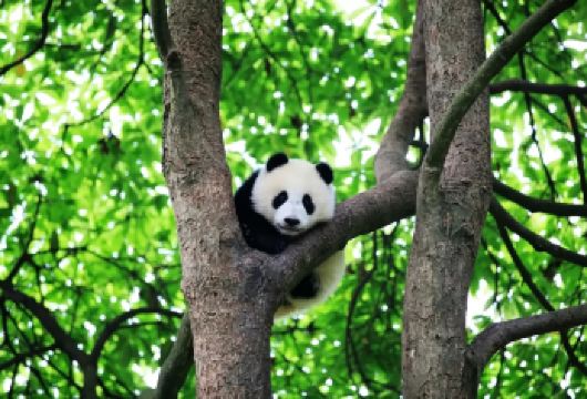 雅安碧峰峡一日游【纯包车&1单1团&自由出行&三环内接送】【[优势亮点]私家团、ViP一单一团，不拼车，不拼人，专车专用，属于专属空间。】