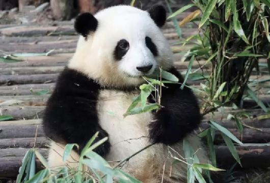 成都大熊猫繁育研究基地+都江堰景区包车一日游【独立包车，来去自由；无需拼车，睡醒再出发；成都三环内免费上门接送】