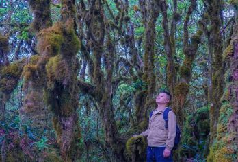高黎贡山直达毛毛球原始森林徒步 3/6/9km+向导一日游【1人起订，2人起发团（1人可咨询客服下单，我们为您拼团），没有成团免费退改，不指定座位。】