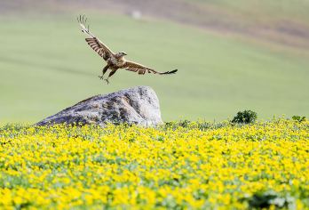 新疆伊犁那拉提旅游风景区一日游【上门接送+往返高速】【[核心优势]9人以内小团，伊宁市区上门接，出行无忧】
