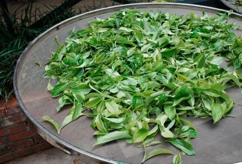 【2-8人纯玩拼小团上门接送】普洱银生茶庄园+咖啡庄园一日游【[懒人友好]2-8人纯玩拼小团，普洱市区范围内上门接送，游玩时间充裕，一日之内打卡茶咖文化】