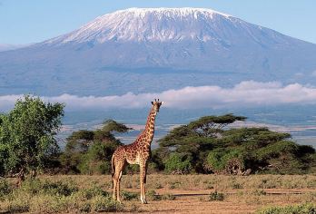 肯尼亚内罗毕出发 安博塞利国家公园一日游(马赛村/含接送）【在安博塞利国家公园进行狩猎，欣赏乞力马扎罗山的美景】