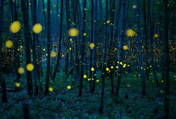 中国科学院西双版纳热带植物园+西双版纳傣族园一日游纯玩【[透明的价格体系，不花冤枉钱]费用高低取决于您对品质的要求，透明报价，明白消费】