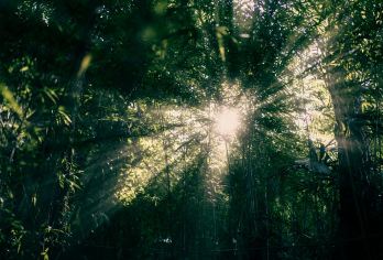 腾冲高黎贡山青岩子一日游【12人团|向导|含野餐|穿越森林】【[景色多样]独特的原始森林风貌，高山草甸、悬崖峭壁、攀岩溯溪，偶遇野生动物，挑战你的极限。】