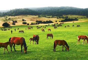 重庆武隆包车一日游【天生三桥+仙女山一日游，Vip纯玩包车】【正规营运车、干净舒适、老司机、活地图、百晓生、旅游美食达人】