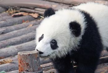 【2-8人团】熊猫基地+都江堰景区一日游 含门票 上门接送 【[Mini小团]2-6精致小团，旅行就要自在】