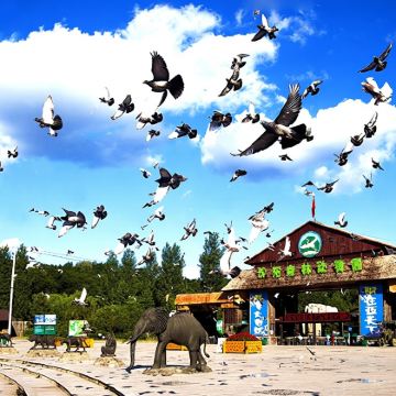 沈阳森林动物园一日游【沈阳市区上门接送|独立出行不拼陌生人】