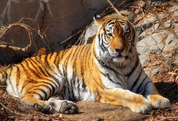 八达岭长城+北京动物园2-8人私家团|上门接送可选含缆车套餐【经典线路组合：八达岭长城+北京动物园（含熊猫馆），登长城，看熊猫；】