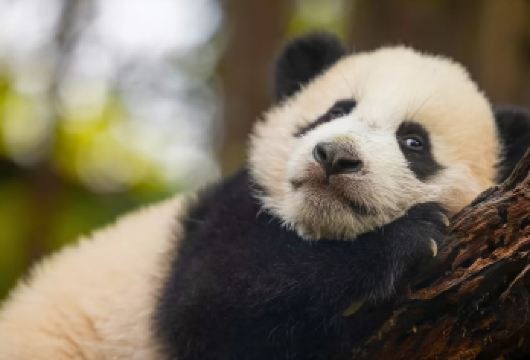 广州长隆野生动物世界＋长隆国际大马戏一日游【探访500多种珍稀野生动物，国宝动物汇集。】