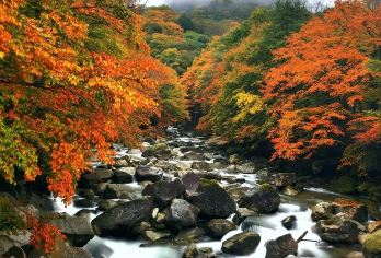 巴中光雾山景区+米仓山森林公园一日游【私家包车， 尽享纯玩】【光雾山 米仓山大自然景色自由纯玩】