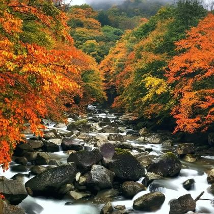 巴中光雾山景区+米仓山森林公园一日游【私家包车， 尽享纯玩】