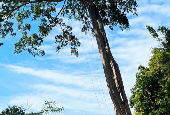 基诺山司土小寨雨林徒步一日游【高端小团/不发大巴/酒店接送】【[缤纷景点]小众玩法，避开传统景点，喧闹的人群，探秘生态热带雨林；】