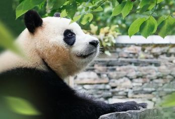 卧龙大熊猫神树坪基地+都江堰一日游【福宝出游记丨亲子游】【[看不同的·熊猫]卧龙看福宝，猫多人少不排队，夏日凉爽风景好。】