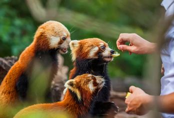 太阳河森林公园+普洱茶博览苑一日游【私家小团丨多种套餐可选】【2-6人mini小团，保证服务，拒绝猫腻和潜规则；】