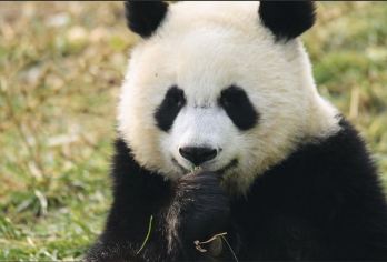 【七仔直通车】秦岭四宝动物园+国家植物园1日游【景区直通车】