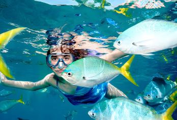 泰国象岛一日游【浮潜出海一日游半日跳岛游酒店接送含餐包船】【[象岛体验]泰国的浮潜圣地，出海体验非常棒，有非常多优质的浮潜点】