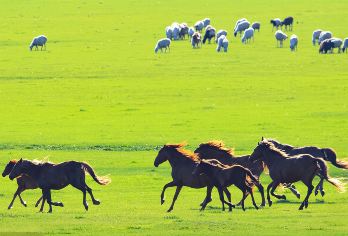 辉腾锡勒草原+乌兰哈达火山地质公园一日【包车游｜一单一团｜】【[优质服务]全程独立包车，一单一团不拼车，自由度拉满，呼和浩特市区免费上门接送！！!】