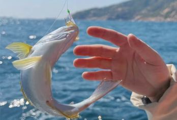 青岛包船出海钓鱼+小港钓鱼码头 含渔具鱼饵 4小时海钓【享受海钓乐趣 体验原生态渔民生活】