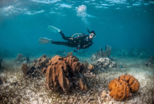 美人鱼岛体验潜水 + 红树林和萤火虫游河 | 亚庇【在认证教练的指导下，在美人鱼岛清澈的海水中体验您的水肺潜水。潜水结束后，您可以在岛上洁白细腻的沙滩上自由活动。最后，乘坐游船，悠闲地游览沙巴茂密的红树林，结束您的一天。】
