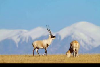 【赠送氧气】可可西里+玉珠峰+无极龙凤宫+可可西里雪山观景台【[拼车纯玩]2-8人小团，随走随停随拍，当天酒店/市区火车站接送，亲子产品，诚信经营】