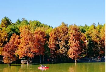 临安青山湖水上森林，网红博物馆纯玩一日【青山湖的水上森林。船走在湖里，很是凉爽。湖中岛，植被葱郁，是个休闲的好去处。】