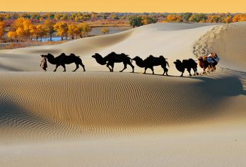 库尔勒罗布人村寨+塔克拉玛干沙漠一日游【免费接送-跟团游】【罗布人村寨+塔克拉玛干沙漠】