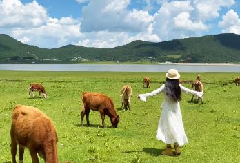 丽江文海+白沙古镇+玉湖村一日游【纯玩包车自由行】独立用车【多种车型供选，不同人数不同需求可自由选择，一手包车资源无忧售后出行；】