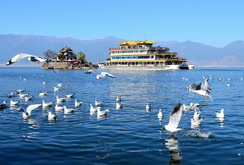 环洱海包车5/7/9座车自由行一日游【景点自由定制专车服务】【9小时内包车自由行，一单一团专车服务】